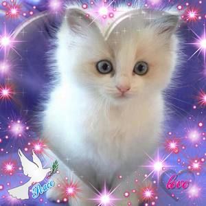 Meet your Posher, Fermina